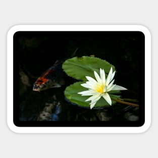 Meditation Wall Art Print - Water Lily and fish Meditation - canvas, Photo print, artboard print, poster Canvas Print Sticker